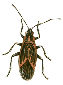 Boxelder bug