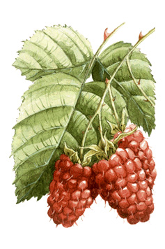 Boysenberries