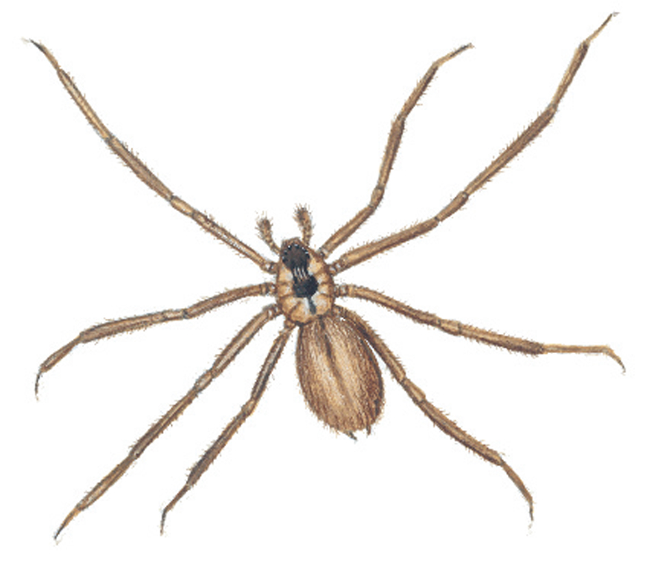 Brown recluse