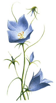 Campanula