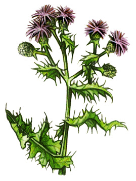 Canada thistle