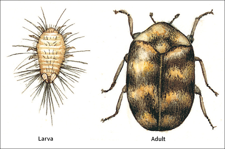 Carpet beetle