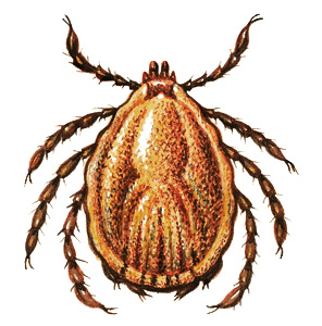 Cattle tick