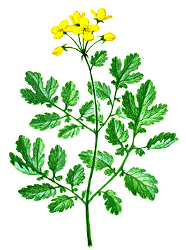 Celandine leaves and buds