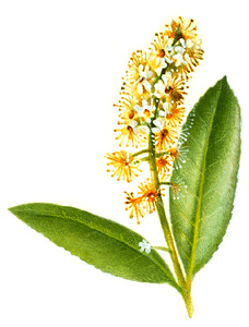 Cherry laurel