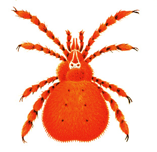 Harvest mite chigger