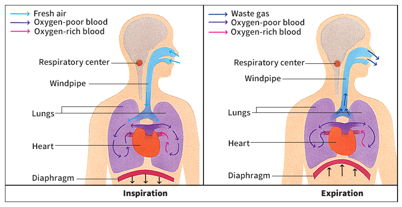 Breathing