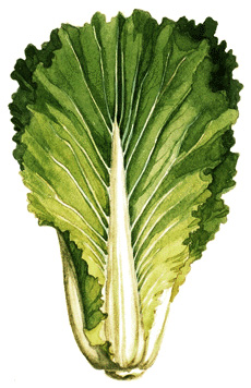 Chinese cabbage