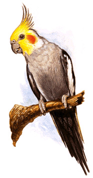 Male cockatiel