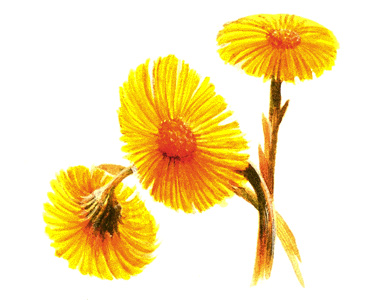 Coltsfoot