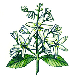 Deutzia