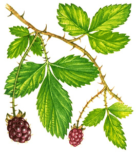 Dewberries