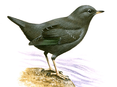 American dipper