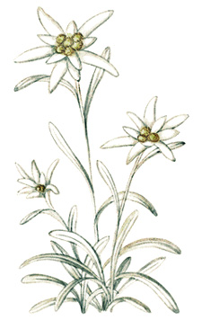 Edelweiss