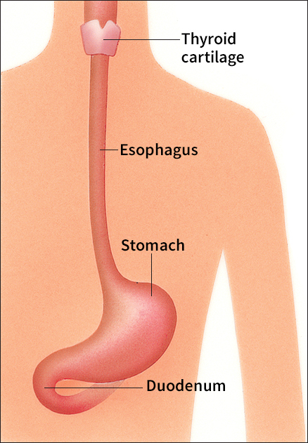 Esophagus