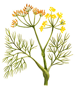 Fennel