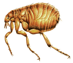 Common European flea