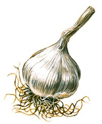 Garlic bulb