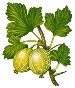 Gooseberries