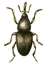 Grain weevil