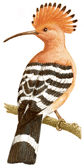 Hoopoe