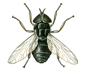 Horse fly