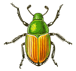 Japanese beetle