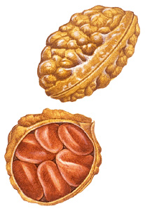 Kola nuts