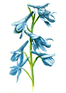 Larkspur