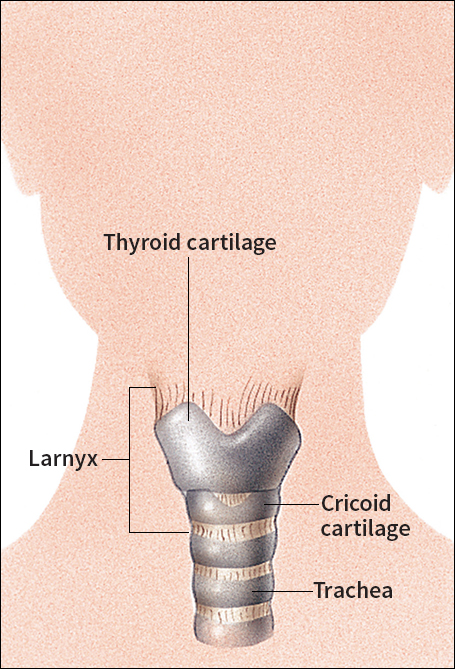 Larynx