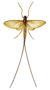 Mayfly