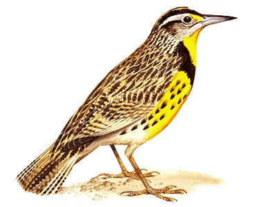 Eastern meadowlark