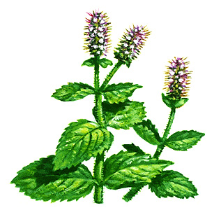 Mint plant