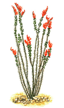 Ocotillo