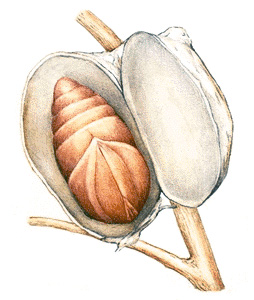 Pupa