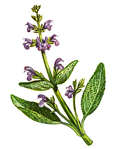 Common sage