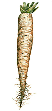 Salsify root