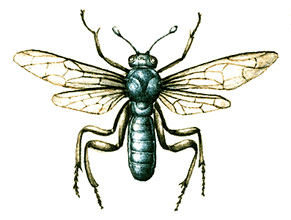 Sawfly