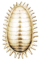 Scale insect