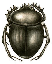 Scarab