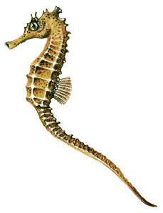 Seahorse