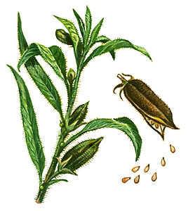 Sesame plant