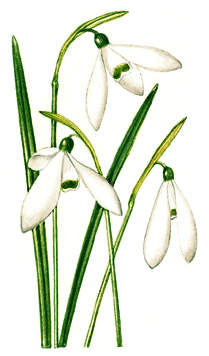 Snowdrop