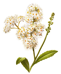 Meadowsweet spirea