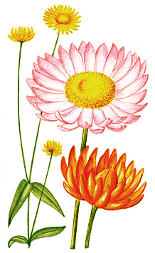 Strawflowers