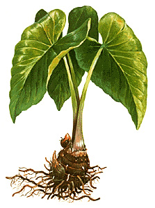 Taro plant