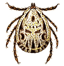 Spotted fever tick