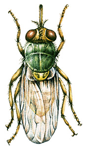 Tsetse fly