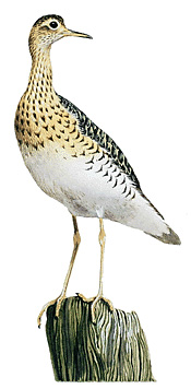 Upland sandpiper