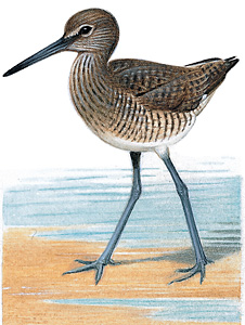 Willet